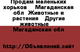 Продам маленьких хорьков. - Магаданская обл. Животные и растения » Другие животные   . Магаданская обл.